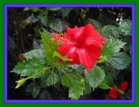Beautiful Red Hibiscus