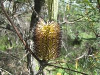 another banksia
