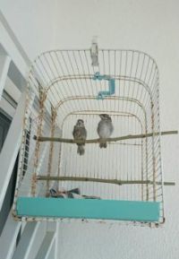 My little sparrows