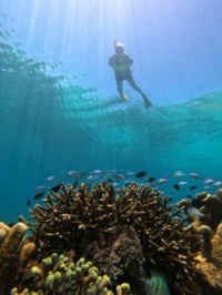 Snorkeling - Lesser Sunda Islands, Malay Archipelago, Indonesia / 2023