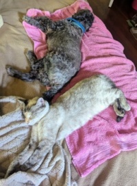 Miss Millie's free snoozing lessons