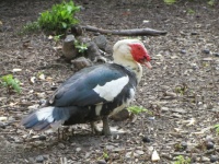 Domestic Muscovy duck