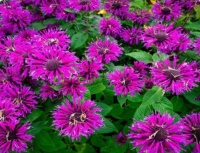Beebalm