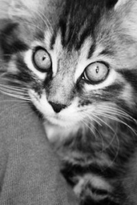Bright Eyes