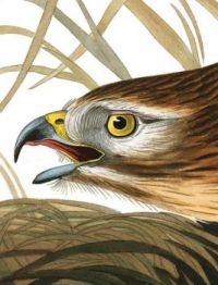WINTER HAWK
