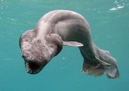 This is a frilled shark