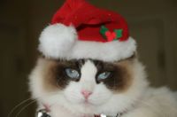 Phoebe's First Christmas
