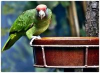 Parrot Polly takes a Bath