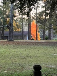 Cypress tree in my neighbor’s backyard