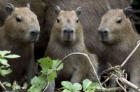 Family of Capybara