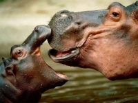 Hippo Cache #2