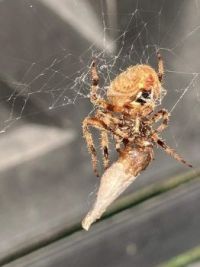 A Spider wrapping up his food for later!