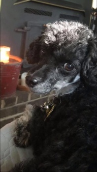 Sophie
