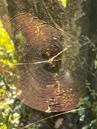Spider web