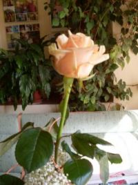 Flowers...