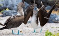 galapagos-birds-