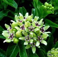 Spider Milkweed