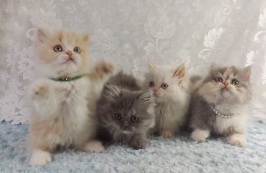 Four Napoleon Kittens