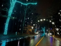 holiday lights in rain--challenging