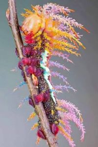 The Caterpillar of a Saturniidae Moth