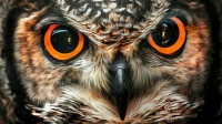 Eurasian Eagle Owl - Worlds Strongest Owl
