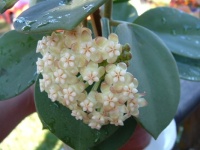Hoya pachyclada in bloom