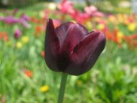 Purple Tulip in spring