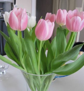 Tulips to brighten up anybody's day!