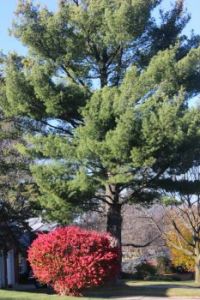 Pine tree with burning bush