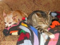 TomKat & Bruiser gettin' cozy!