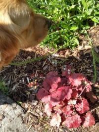 Charlie smelling the Heuchera