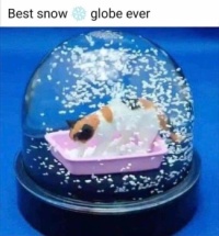 Best snow globe ever