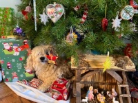 Wiley says Merry Christmas
