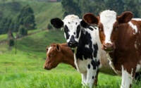 Cows:  Funny Facts