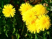 Dandelions