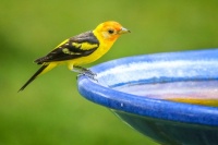 A WESTERN TANAGER
