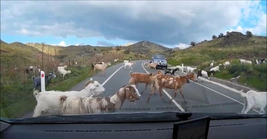 Goats crossing the road
