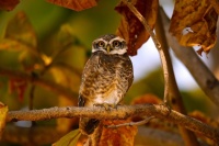owl