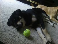 too tired to play with the ball
