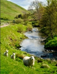 Happy Sheep, Yorkshire Dales, ENGLAND