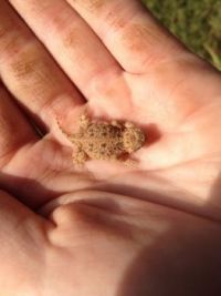 Baby horned toad.