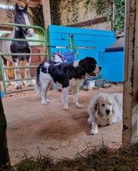 Horse and dogs