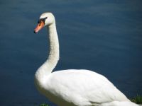 Swan on our walk