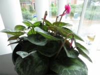 My (2012 Birthday) Cyclamen blooms again (second time this year)