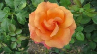 Missouri Botanical Gardens
