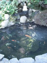 Koi Pond with Buddha