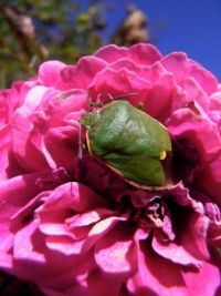 A Garden Visitor