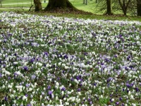Crocuses