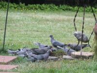 Feeding the birds in my back yard
