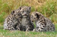 Leopard cubs